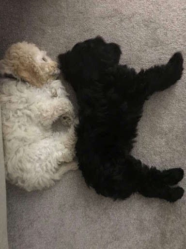 圖片來源： GoodNewsNetwork - Puppy Siblings Adopted by Different Families Immediately Recognize Each Other During Walks One Year Later
