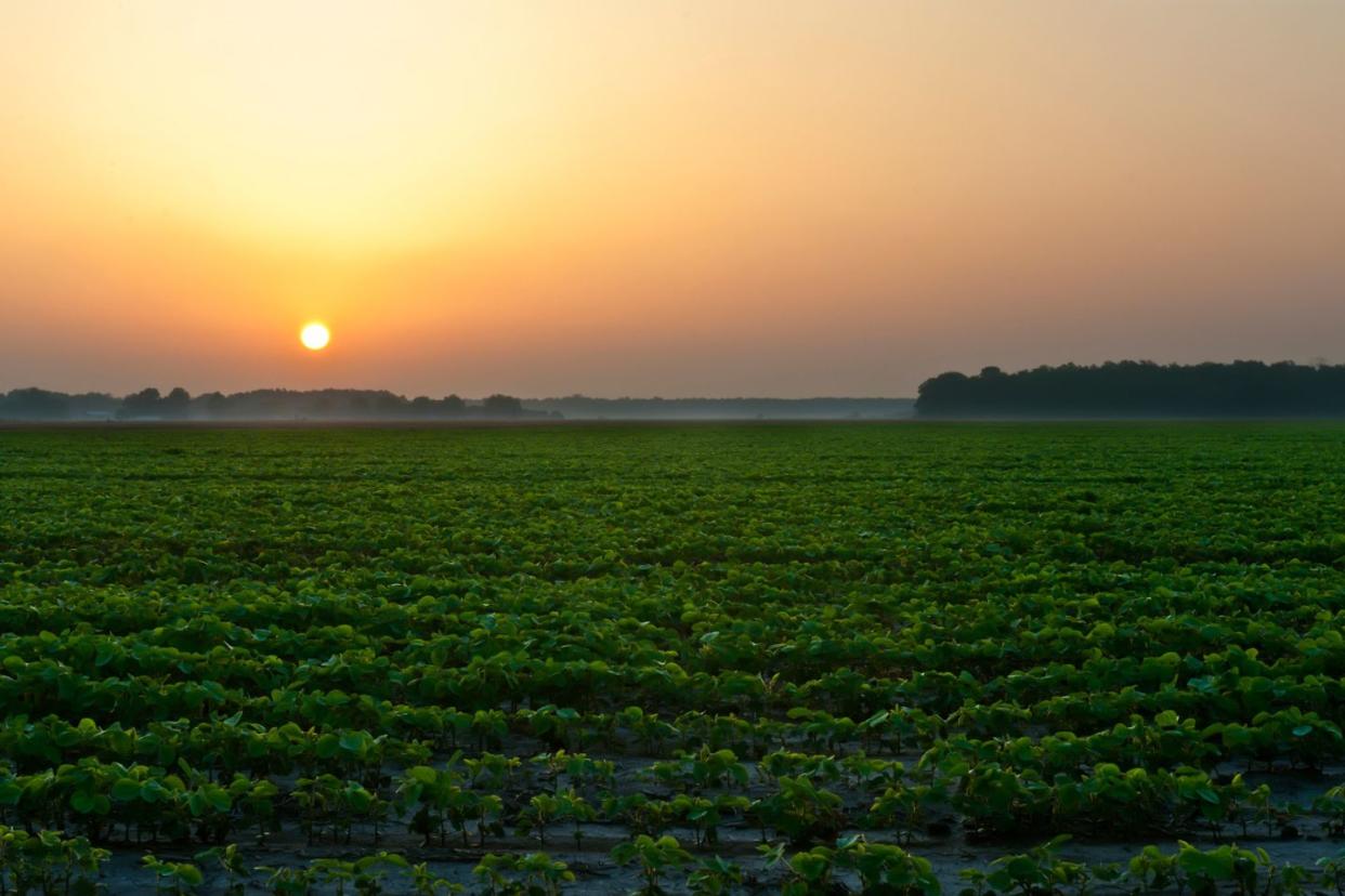 Mississippi Delta at sunset