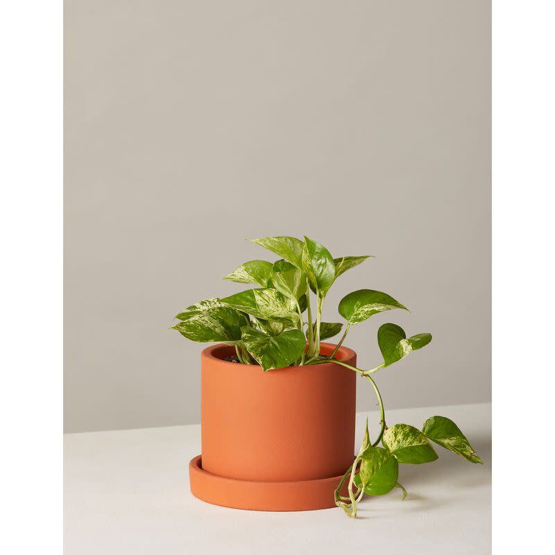 6) The Sill Pothos Plant