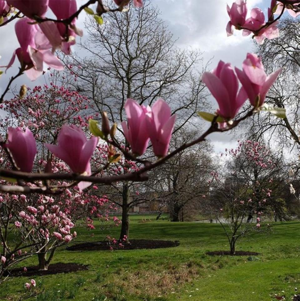 Flowers Blooming in Buckingham Palace Gardens: Photos