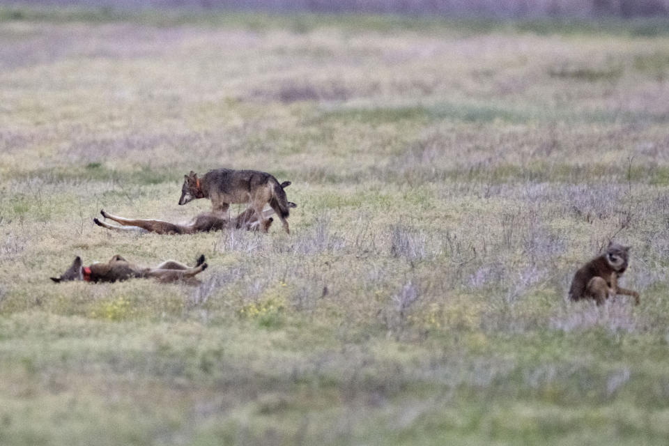 A group of red wolves stretch out on the Alligator River National Wildlife Refuge, Thursday, March 23, 2023, near Manns Harbor, N.C. The wolves are outfitted with orange, reflective collars to make them more visible at night and distinguish them from coyotes, which wear white ones. (AP Photo/David Goldman)