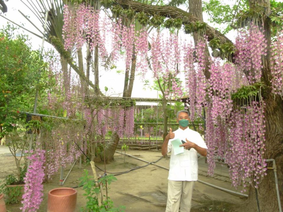 農場主人陳棋斌以瀑布蘭迎賓。（記者張淑娟攝）