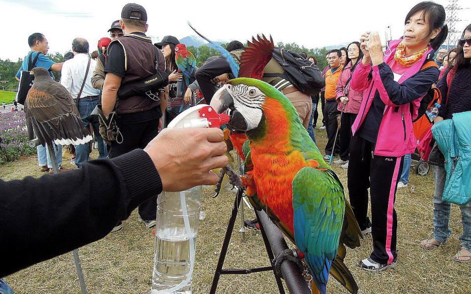 Taiwan's largest bird conservation group said was apolitical and dedicated to endangered birds - Henry Lin/EPA-EFE/Shutterstock