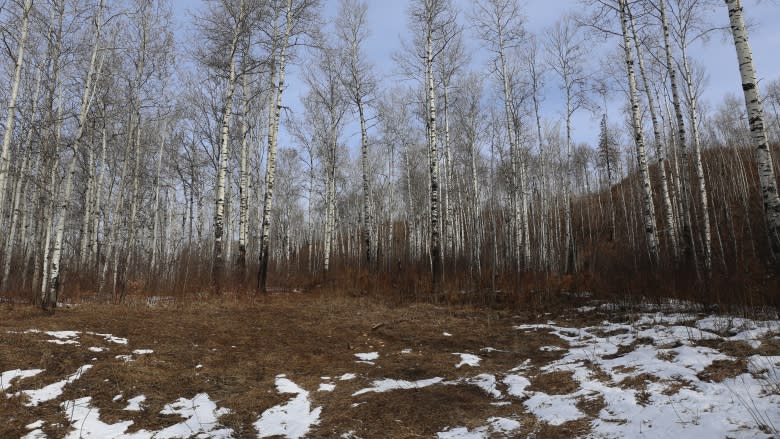 Low risk of major wildfire in Fort McMurray this summer, researcher says