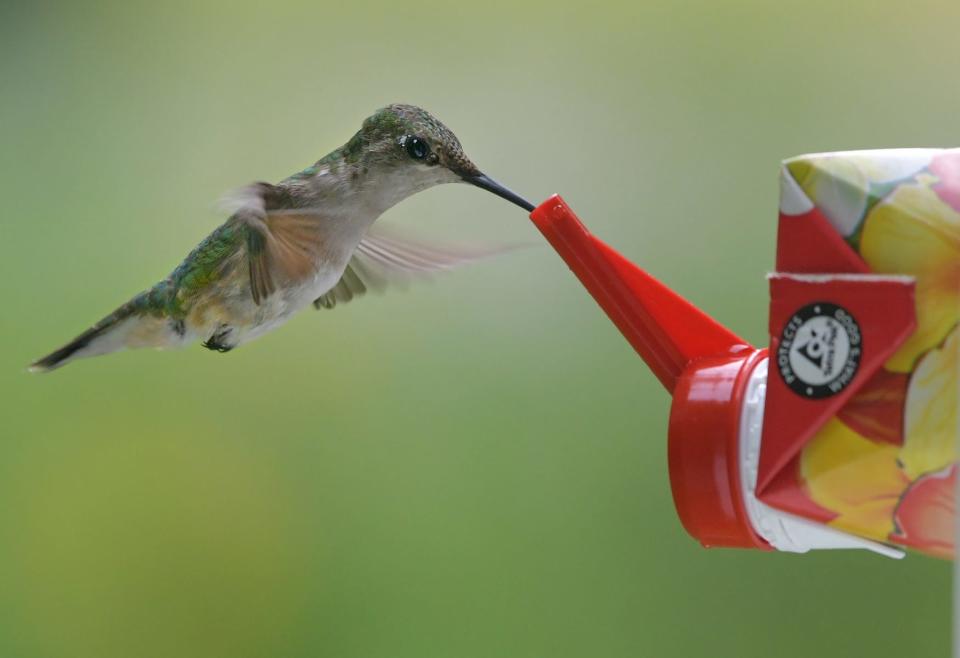 A hummingbird sips nectar from a feeder in a file photo.