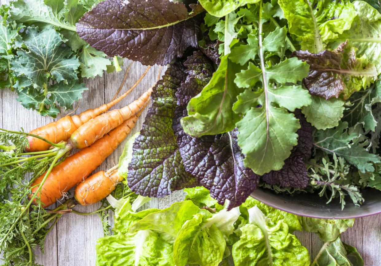 Fresh winter leafy vegetables from a backyard garden on a wooden table, carrots, lettuce, kale, and other leafy vegetables