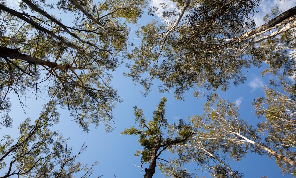 <span>The Forestry Corporation pleaded guilty to offences related to the logging of 53 trees in environmentally significant forest near Eden.</span><span>Photograph: Simon Scott/The Guardian</span>