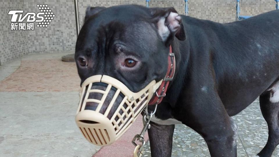 飼主帶比特犬出門需為其配戴動物專用口罩。（圖／TVBS）