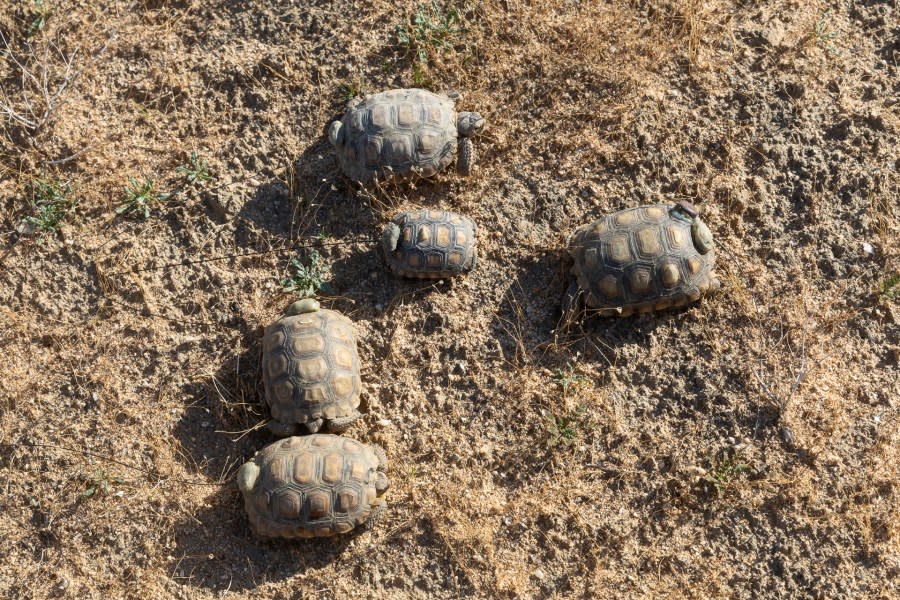 70 critically endangered Mojave desert tortoises have successfully emerged from their winter burrows after being reintroduced into their native habitat. (San Diego Zoo Wildlife Alliance)