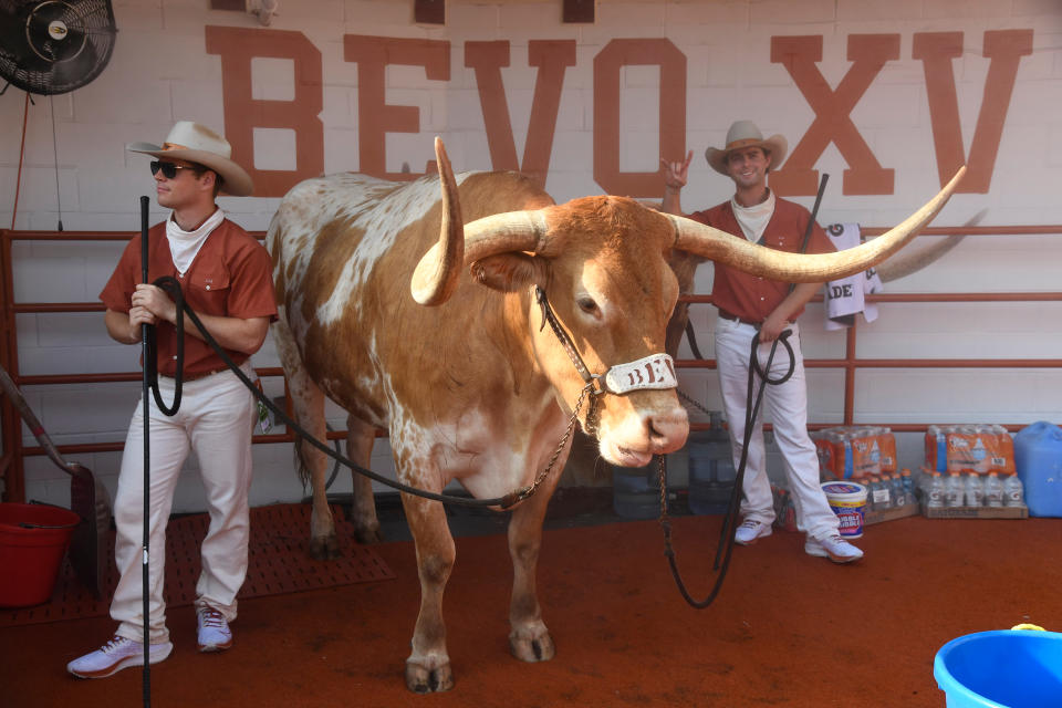 Longhorns mascot 