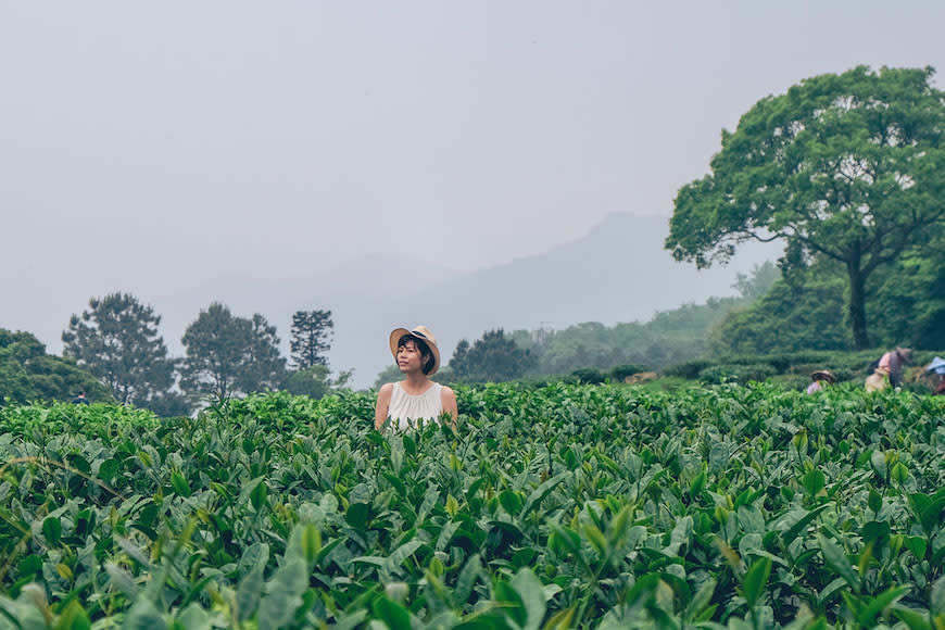 新北三峽｜熊空茶園