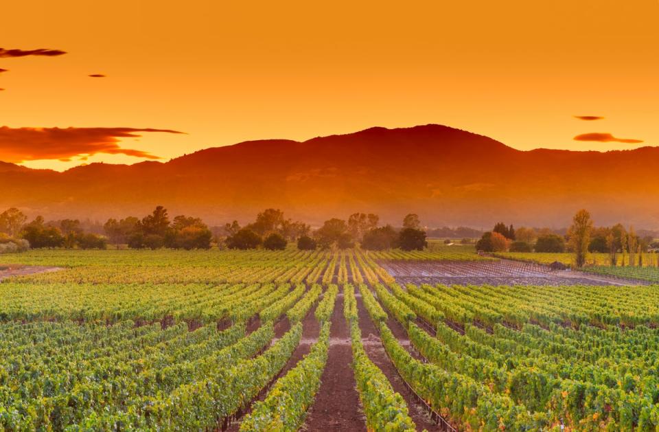 Napa Valley in Northern California is one of the world’s most premium wine destinations (Getty Images/iStockphoto)