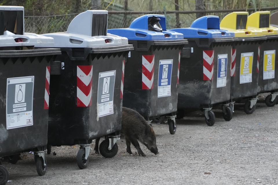 A wild boars strolls past trash bins in Rome, Friday, Sept. 24, 2021. They have become a daily sight in Rome, families of wild boars trotting down the city streets, sticking their snouts in the garbage looking for food. Rome's overflowing rubbish bins have been a magnet for the families of boars who emerge from the extensive parks surrounding the city to roam the streets scavenging for food. (AP Photo/Gregorio Borgia)