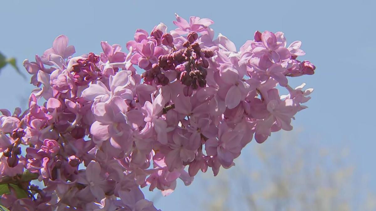 Lilac Sunday returns to the Arnold Arboretum on Mother’s Day for the