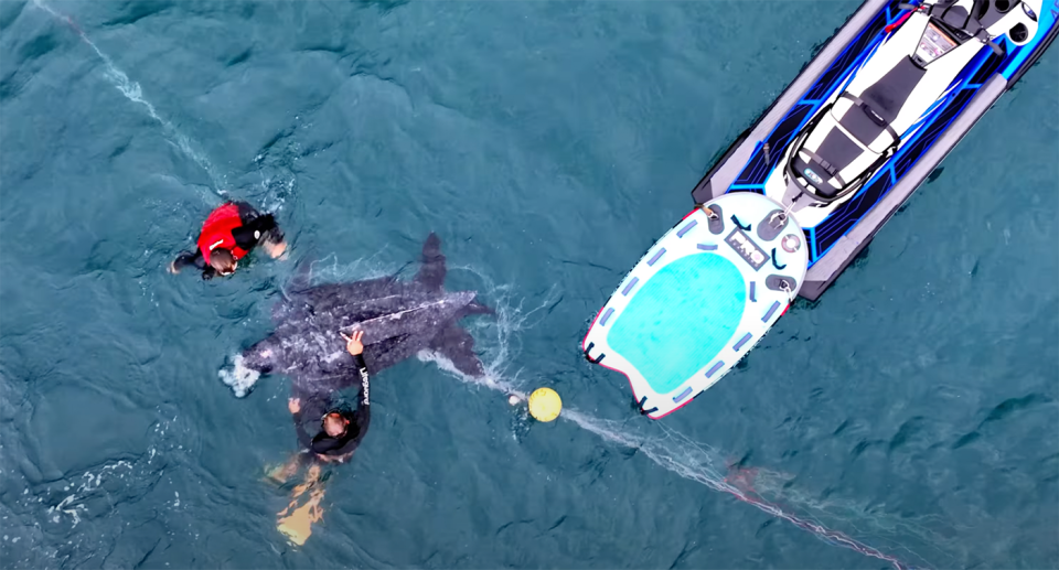 Lifeguards can be seen in the water off Dee Why trying to free the turtle after it was tangled up in a shark net. 