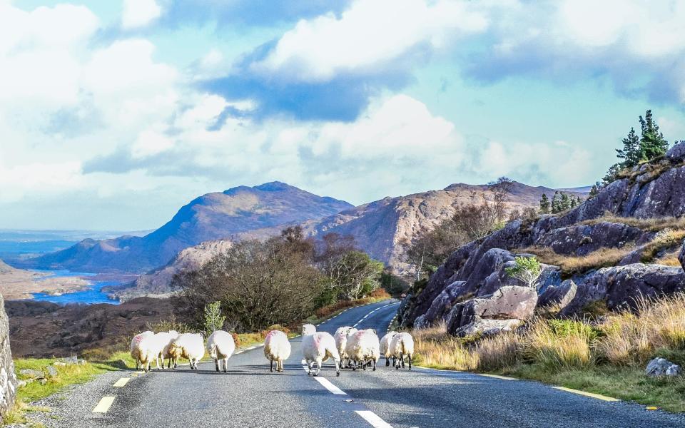 Ring of Kerry, Ireland  - Getty