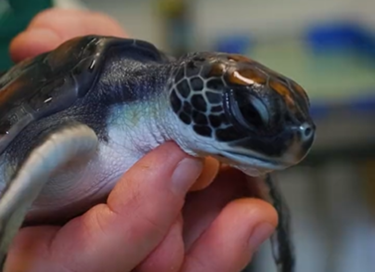 A baby turtle rescued from a Sydney beach had ingested so much plastic it took it six days to excrete it all out, Taronga Zoo said. (Taronga Zoo/Twitter)