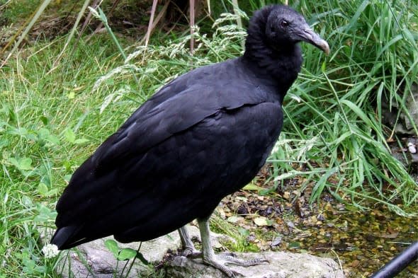 baby injured by vulture at knowsley safari park