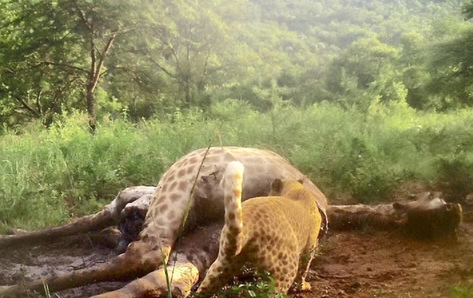 What a spot! It was snapped by a motion triggered camera pinned to a tree in Thaba Tholo Wilderness Reserve in South Africa. 