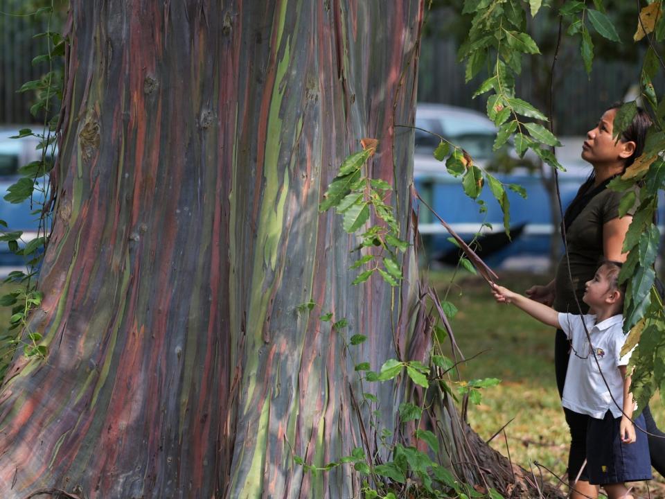 A woman and a child look at a rainbow eucaplyptus. As the tree's bark peels, it reveals brilliant red green colors that set themselves apart from the blue-tinted bark.