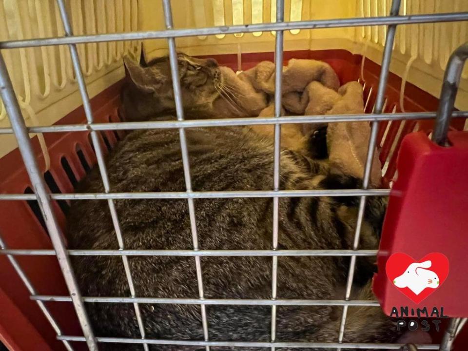 貓兒被救起後，義工即帶她到NPV診所醫治。（我愛辣魚蛋提供）