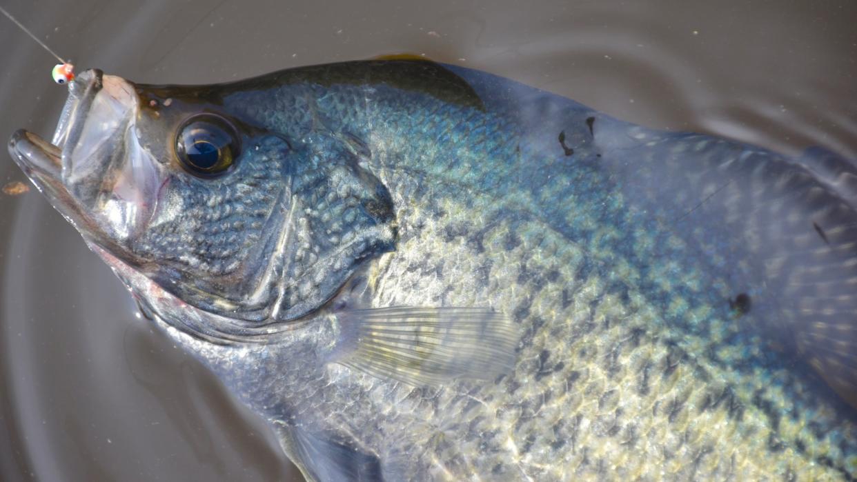 crappie poachers over limit