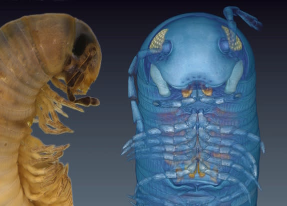 An image of the 3D, microCT-generated avatar next to a preserved specimen of Ommatoiulus avatar. The species takes its name from its computer-generated avatar.