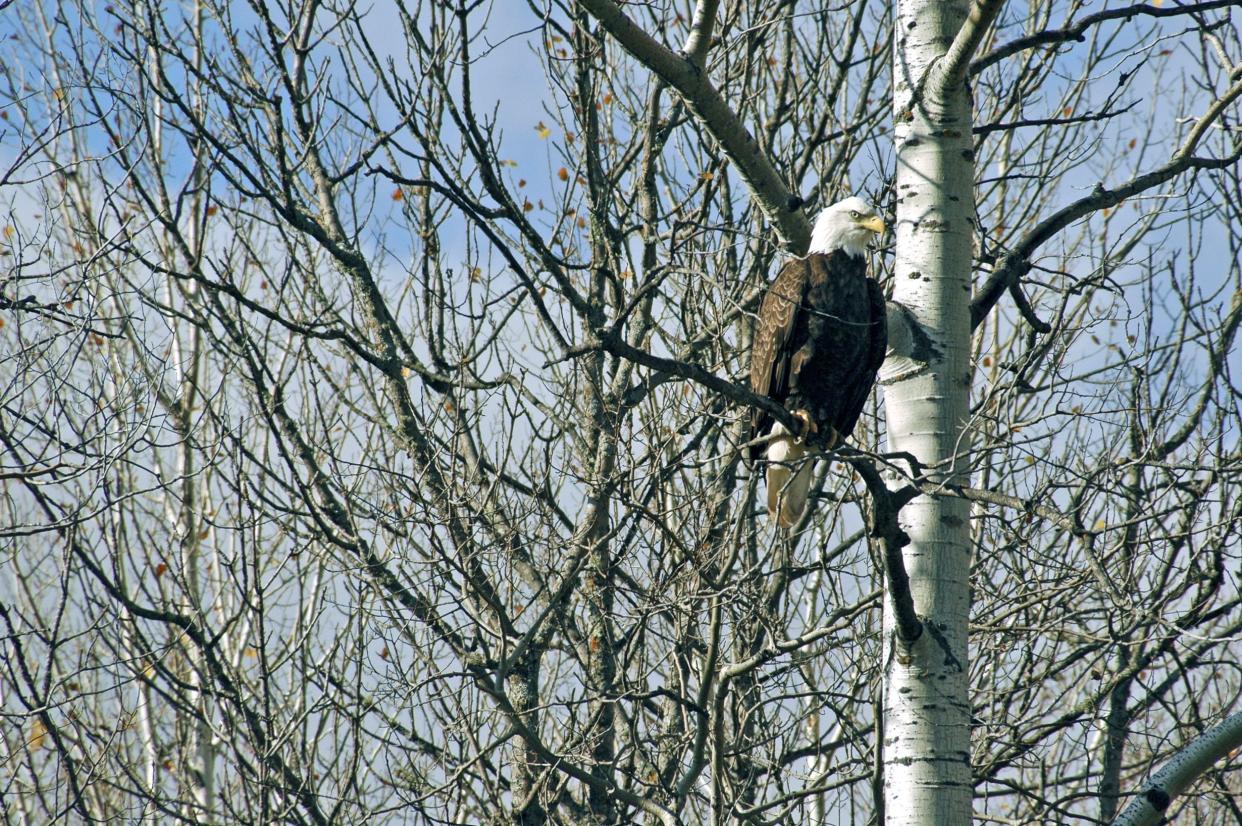 Adult bald eagle perched on tree branch in Wisconsin