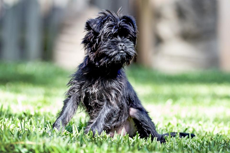 Black affenpinscher full shot sitting in grass