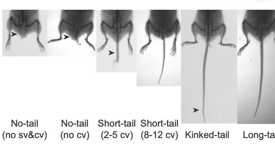 In the study, genetically engineered mice show different tail lengths: from no tail to long tails.  (Arrowheads highlight differences in tail phenotypes. 