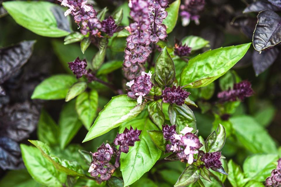 Cinnamon basil and plants with green leaves and purple flowers growing in summer garden