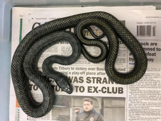 Off-colour: ‘Kevin’ the rat snake (RSPCA/SWNS)