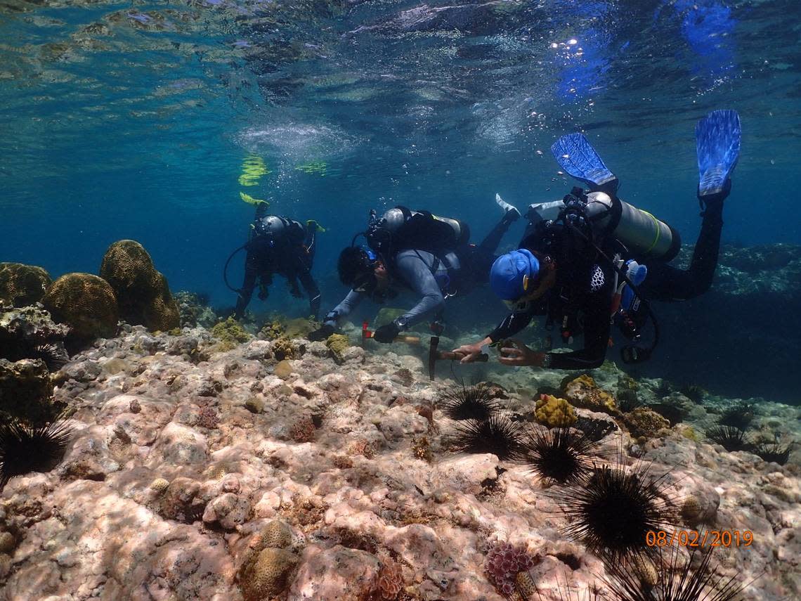 Researchers from Reef Rescue transplant elkhorn coral to a new coral reef site in 2019. In the picture, the purple-spined diadema sea urchins appear at healthy levels, a good sign for reef growth.