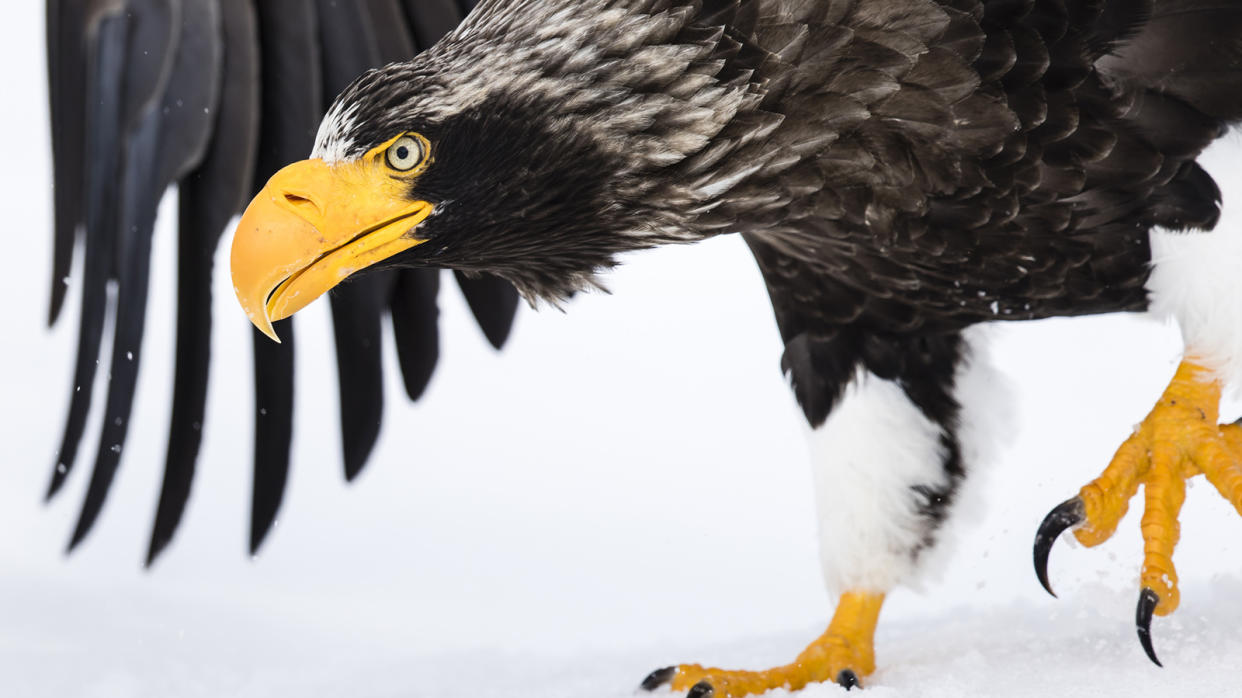 Steller's sea eagle