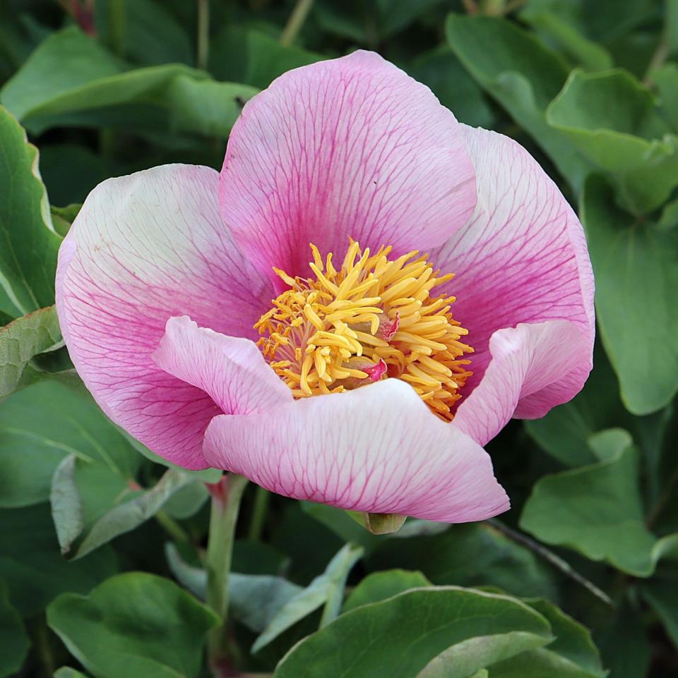 Paeonia anomala subsp. veitchii Veitc