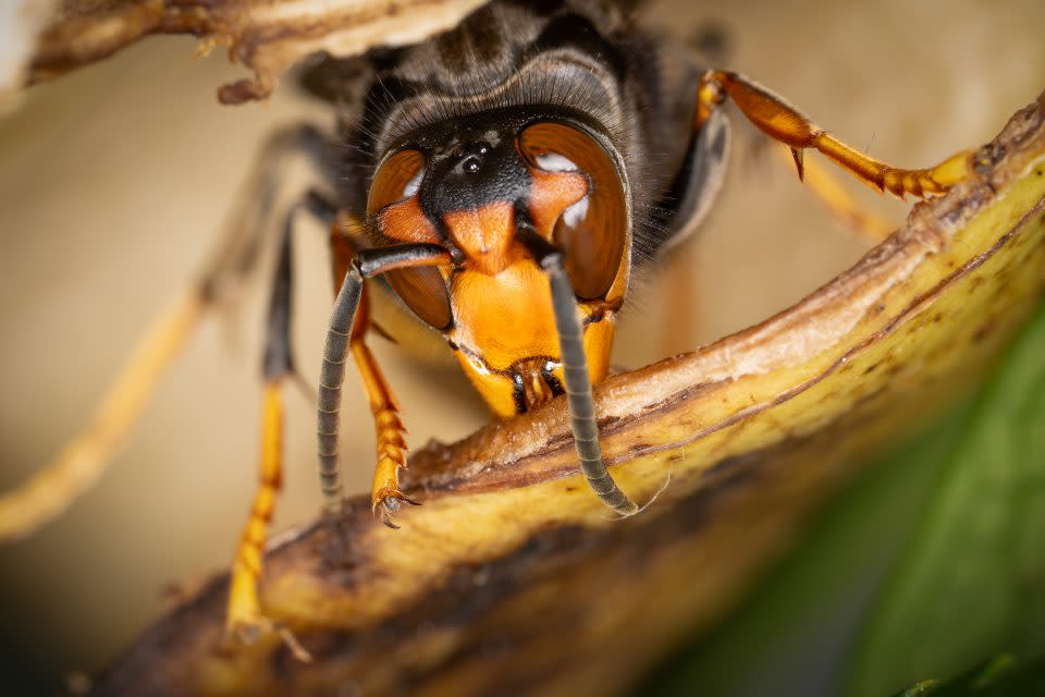 Asian hornets in Europe are significant predators of bees.