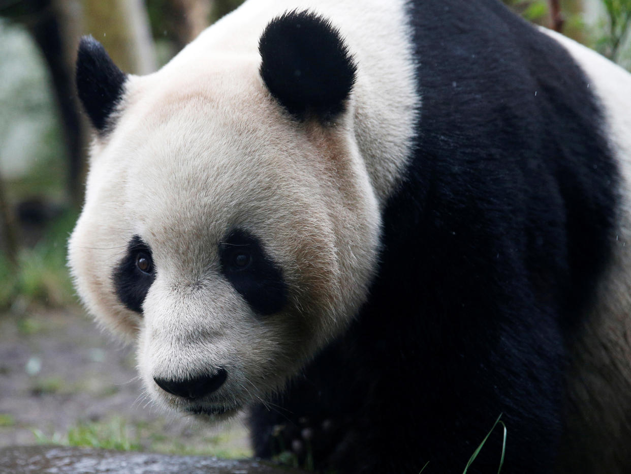 Tian Tian has not yet become pregnant despite a five-year breeding programme: Reuters