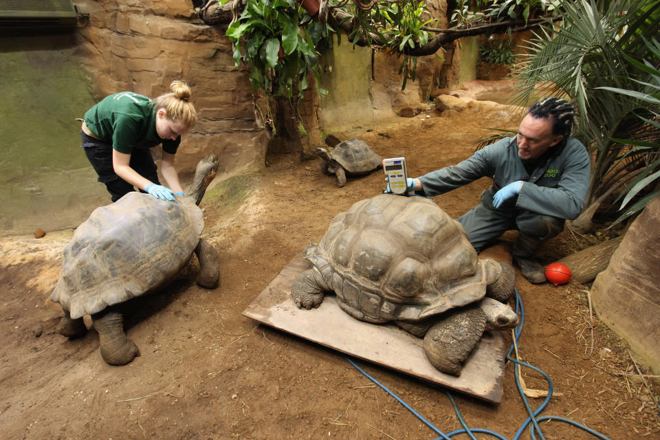 The Annual Weigh In For Animals At London Zoo