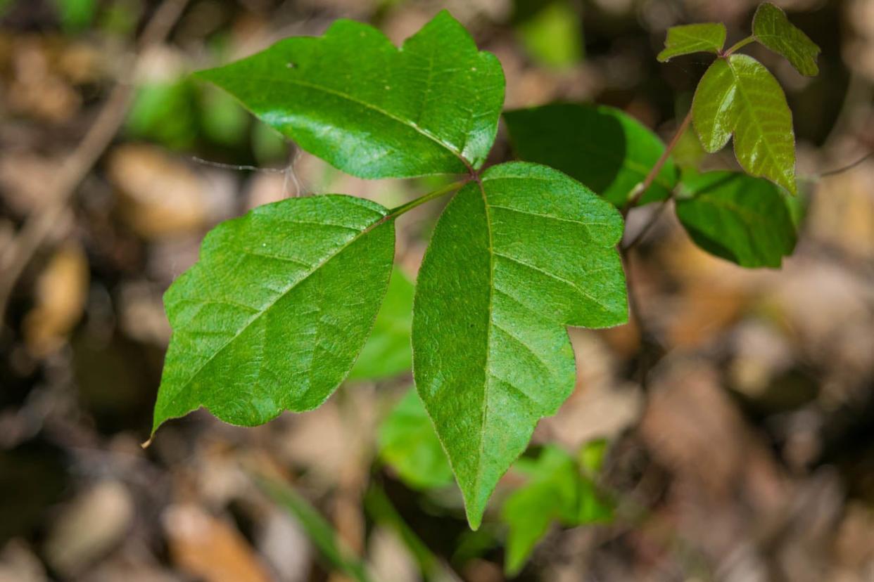 What Does Poison Ivy Look Like