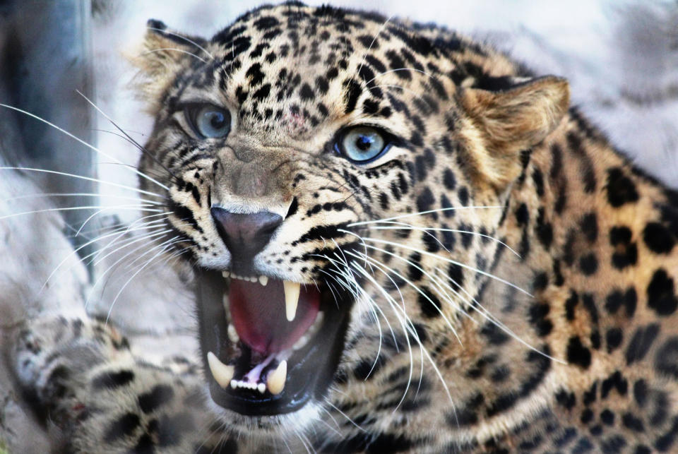 Buddhist monk Rahul Walke Bodhi was killed by a leopard while meditating in Ramdegi forest in India’s west. Source: Getty Images (File pic)