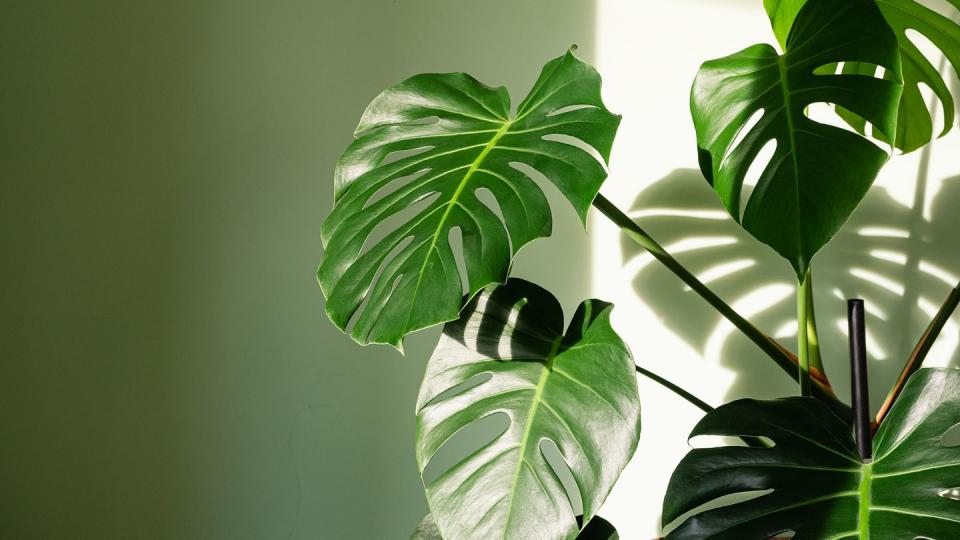 plants harmful to dogs monstera