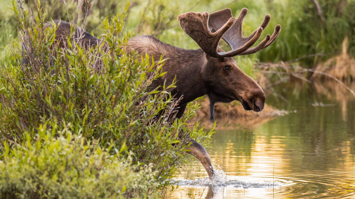  Bull moose in Colorado walking through stream. 