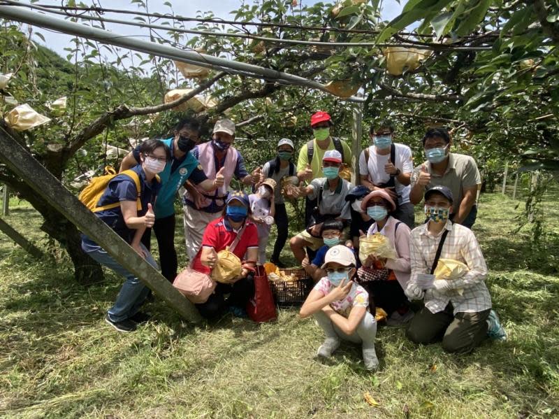 夏季東勢山城正夯　體驗採梨消暑小旅行