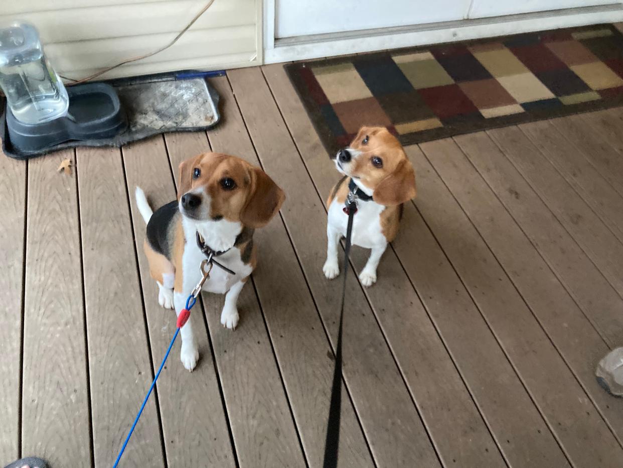Two of the Envigo beagles enjoying playtime in Beaver County.