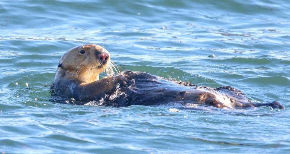 A sea otter rolls in the water in the Morro Bay Harbor near Morro Rock. The U.S. Fish and Wildlife Service found that southern sea otters remain a threatened species.