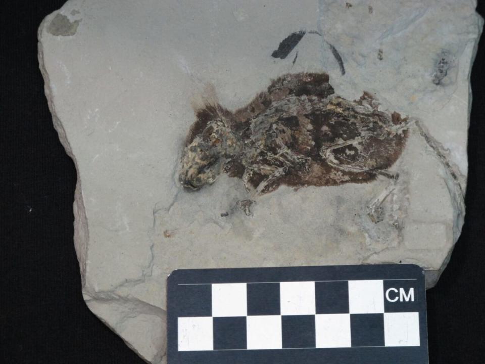 'Mighty Mouse' fossil