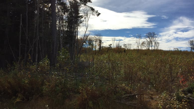 Joggins residents question why province made clearcut a nature reserve