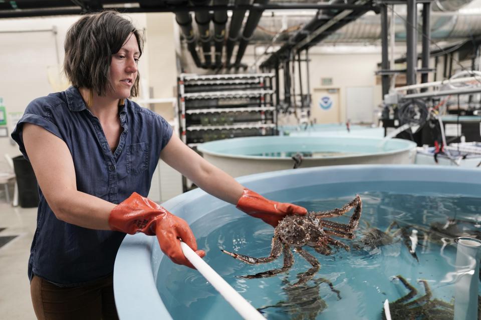Erin Fedewa, a research fisheries biologist, places a red king crab back in a tank, Thursday, June 22, 2023, at the Alaska Fisheries Science Center in Kodiak, Alaska. Researchers are scrambling to understand crabs' collapse, with seas warmed by climate change as one theory. (AP Photo/Joshua A. Bickel)