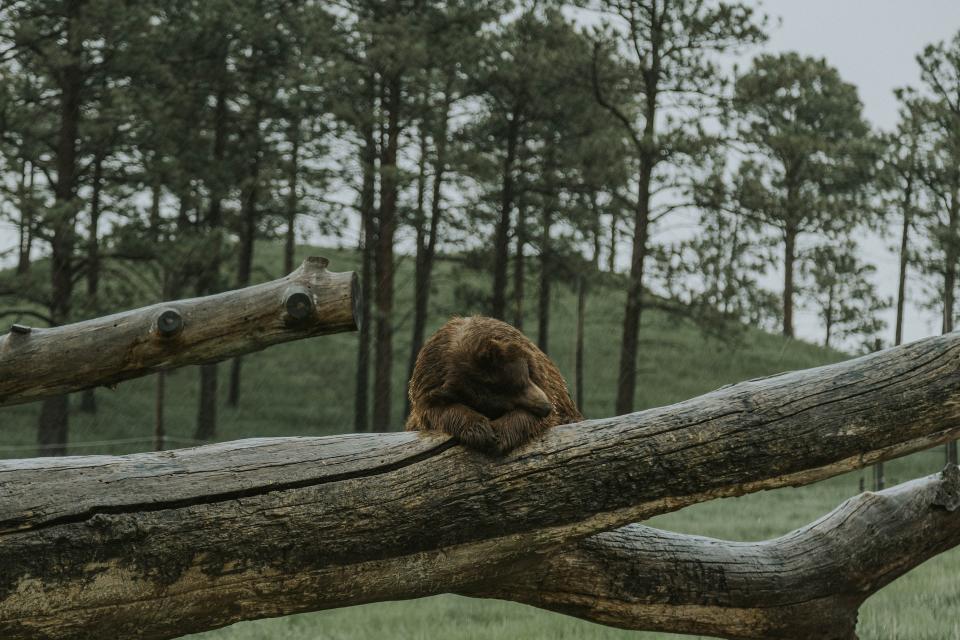 Bear napping in the rain

