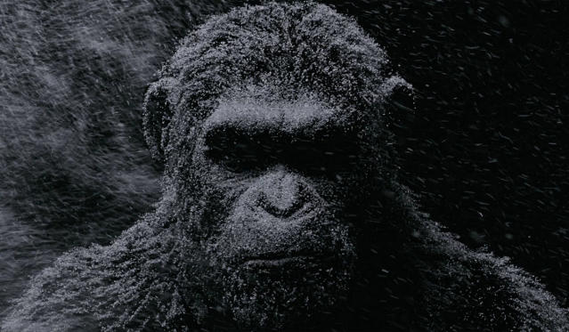 dawn of the planet of the apes caesar wallpaper